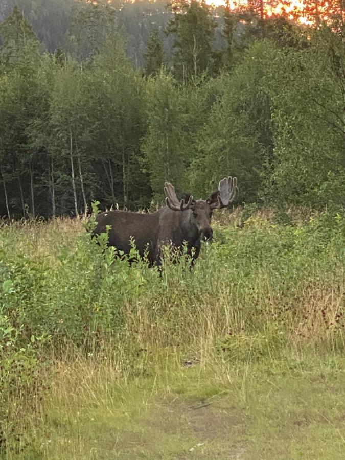 Fjellstad Gard - 2 Minutes From E6 And 5 Minutes Drive From Steinkjer City Villa ภายนอก รูปภาพ
