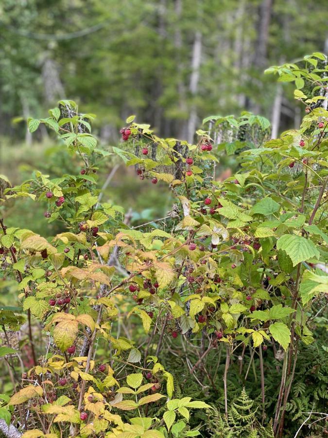 Fjellstad Gard - 2 Minutes From E6 And 5 Minutes Drive From Steinkjer City Villa ภายนอก รูปภาพ